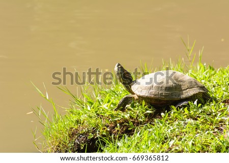 The brown turtles are sunbathing on beside the pond.