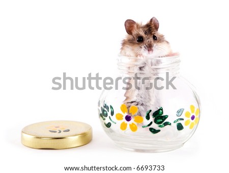 Hamster poking his head out of a glass jar.