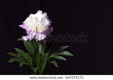 Pink peony with leaves in a black background. Free space.