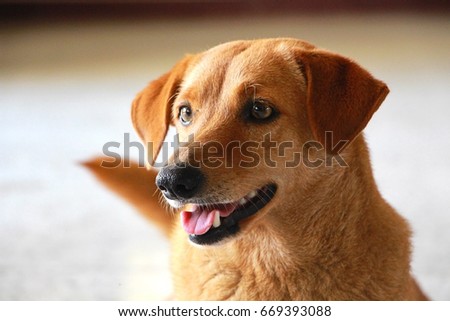 brown dog portrait