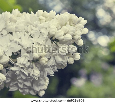 Blooming white lilac flowers close up, spring nature background, macro photo.