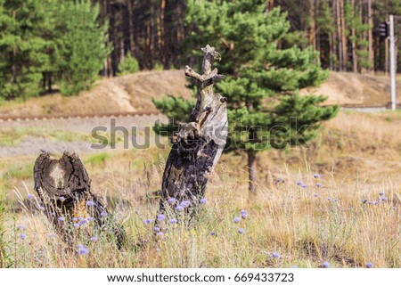 Crooked wooden stump between wildflowers meadow with railroad on the background.