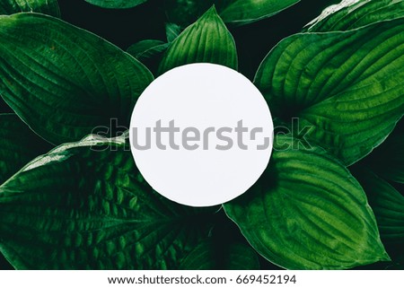 Concept with green leaves. Creative nature layout made of leaves. Flat lay.  White paper card with place for design.
