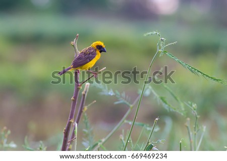 Asian Golden Weaver hold on the branch nearby his nest,Boraped lake Thailand