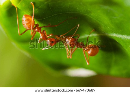 two ants eating together/liquid food exchange/oecophylla smaragdina