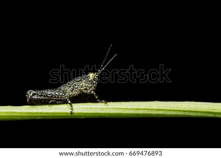 Close up photo of grasshopper on branch