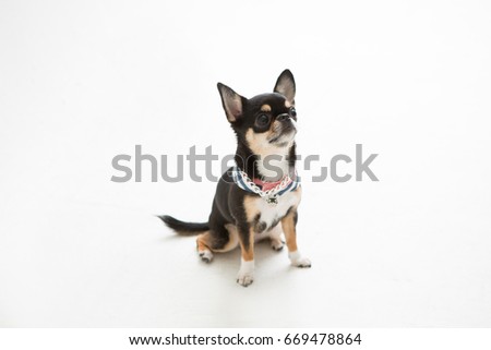 chihuahua on the white background