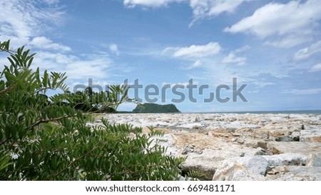 Vegetation on the beach