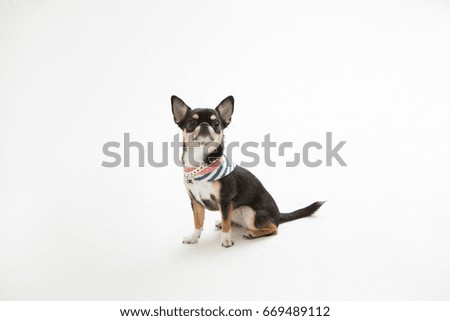 Chihuahua on the white background