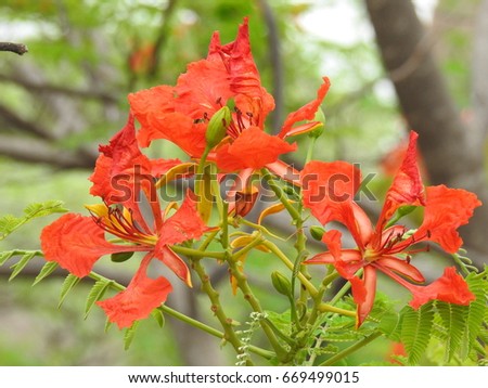 Royal Poinciana Red Flowers, Flamboyant, Flame Tree, Delonix Regia. Its species of flowering plant in bean family. It grown tropical parts of world as a ornamental tree. It also known as Flame tree.