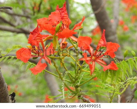Royal Poinciana Red Flowers, Flamboyant, Flame Tree, Delonix Regia. Its species of flowering plant in bean family. It grown tropical parts of world as a ornamental tree. It also known as Flame tree.