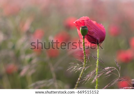 Poppies on the blooming meadow in rays of sunshine