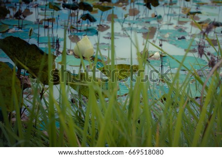 Close up of lotus flower in lake,soft focus.