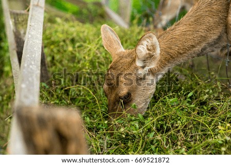 Deer eating food .