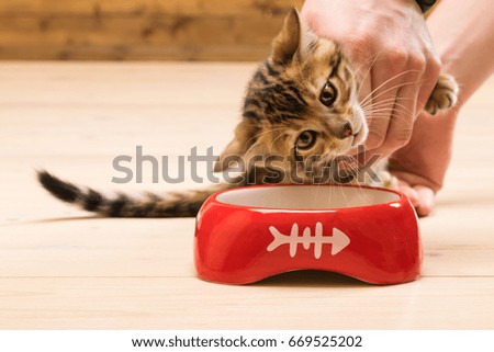 Kitten is taught to eat from a bowl food for cats