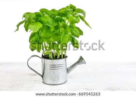 Basil plant in silver watering can - conceptual picture. 