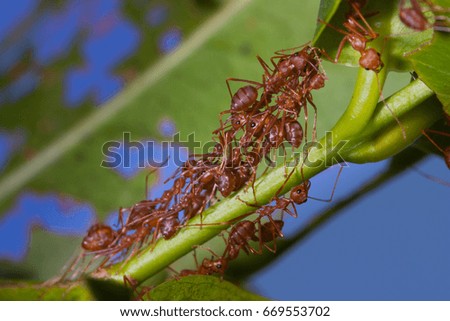 weaver ants bridge helping to make their nest