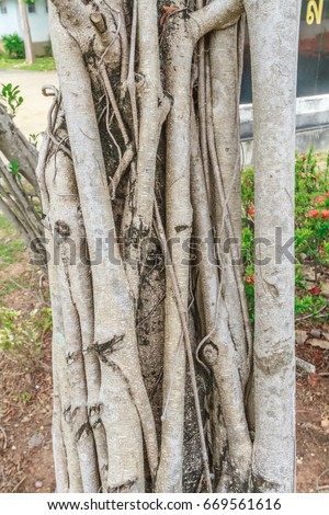 Banyan tree and roots of banyan tree are planted in the park.