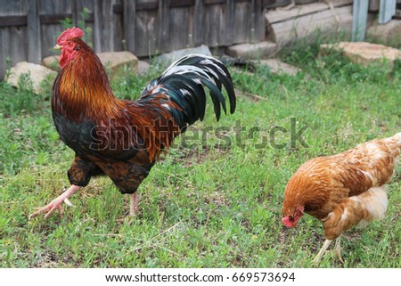 Chicken and rooster walking at green grass