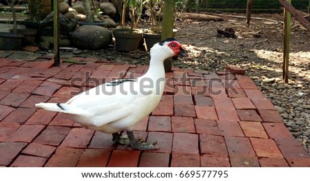 muscovy duck. white duck.