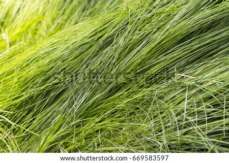Background of green grass