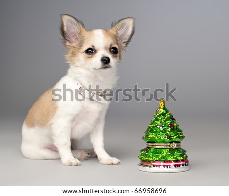 Christmas picture with cute chihuahua puppy and  toy christmas tree