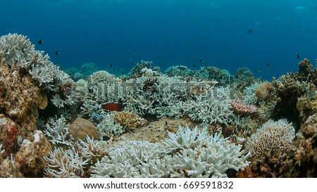 Coral bleaching occurs when sea surface temperatures rise. Royalty-Free Stock Photo #669591832