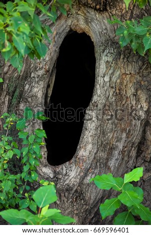 Tree hollow large close-up
