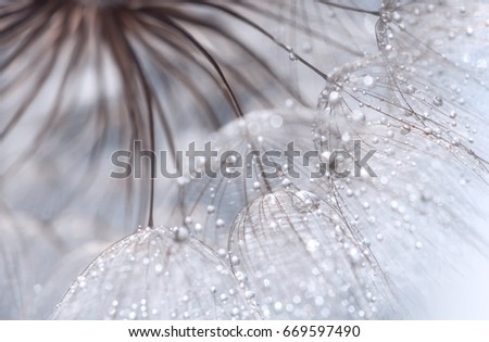 Abstract photo of a dandelion with water drops. Selective soft focus