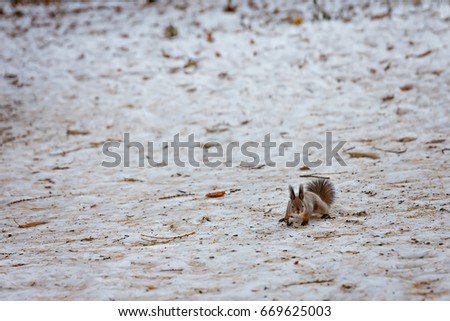squirrel in the park, winter