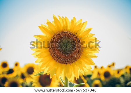 Sunflowers texture and background for designers. Macro view of sunflower in bloom. Organic and natural flower background.  