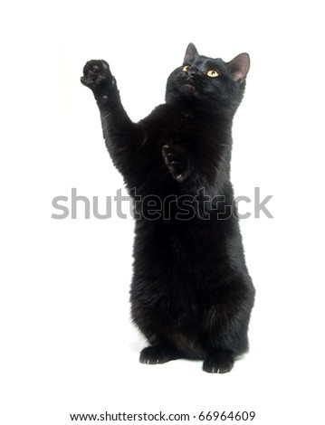 Black cat sitting and playing on white background