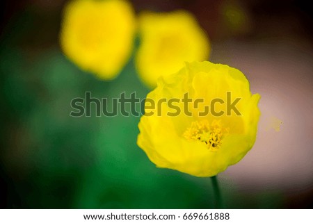 Yellow poppies on stone wall background.