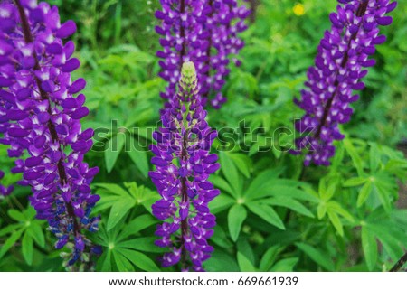 floral background - lupines flowers