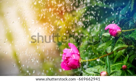 Beautiful summer background with a pion flower in the rain