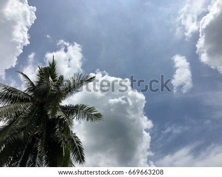 coconut tree and sky view