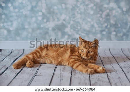 A photo of funny red american bobtail cats three monthes old on blured background