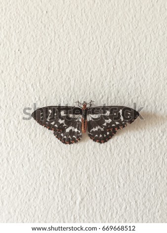 Night Butterfly is on the wall.
