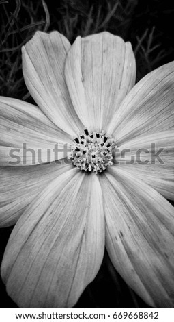Flower pictures in black and white
