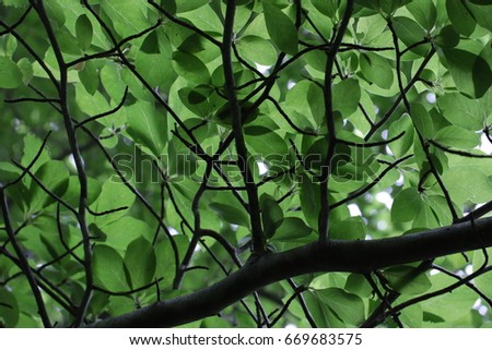 Natural Green Leaf Canopy Background