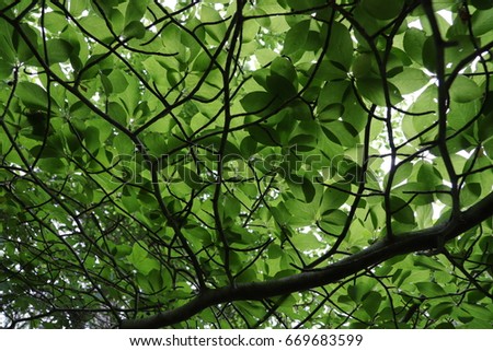 Natural Green Leaf Canopy Background