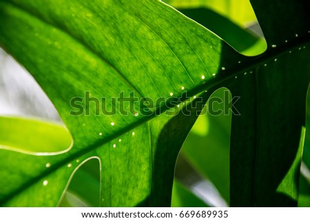 Leaf of Philodendron (Monstera deliciosa), Tarovine, Monstera, 