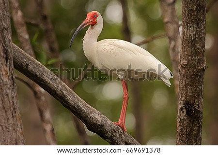 Ibiswhte bird in a tree