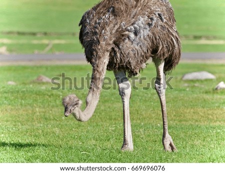 Beautiful isolated photo of an ostrich walking
