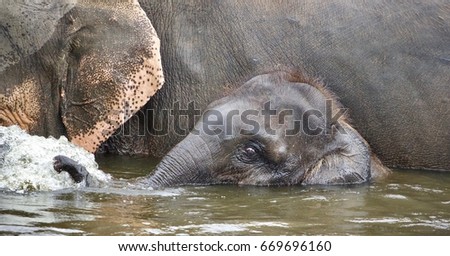 Isolated image of a funny young elephant swimming