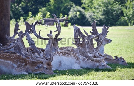Photo of a swarm of cute small deer in a shadow