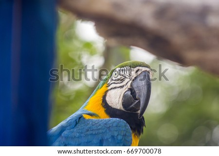 blue macaw standing on a tree branch looking at the camera