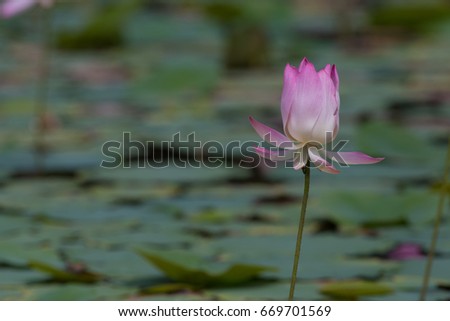 pink lotus blooming in boraped lake Nakhonsawan,Thailand