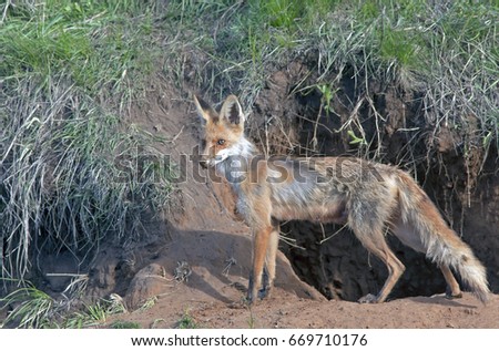 red fox walks on the meadow, a fox near his hole, the fox in spring