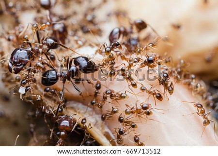 Nature of red fire ant and teamwork